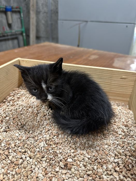 1 Gatinhos para adoçao