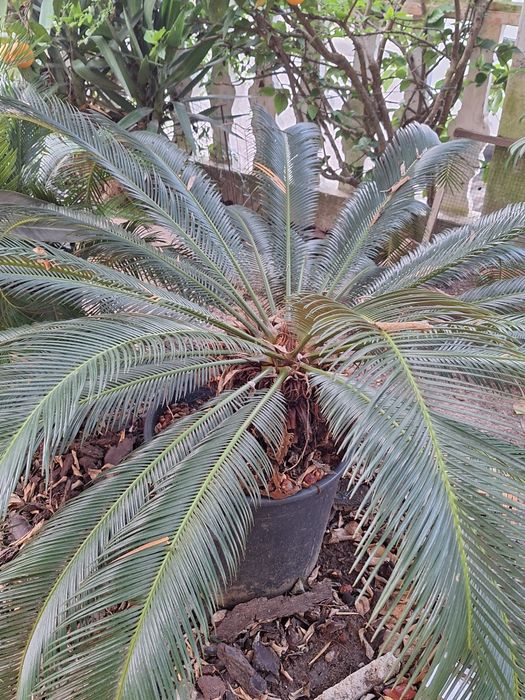Cycas para jardins