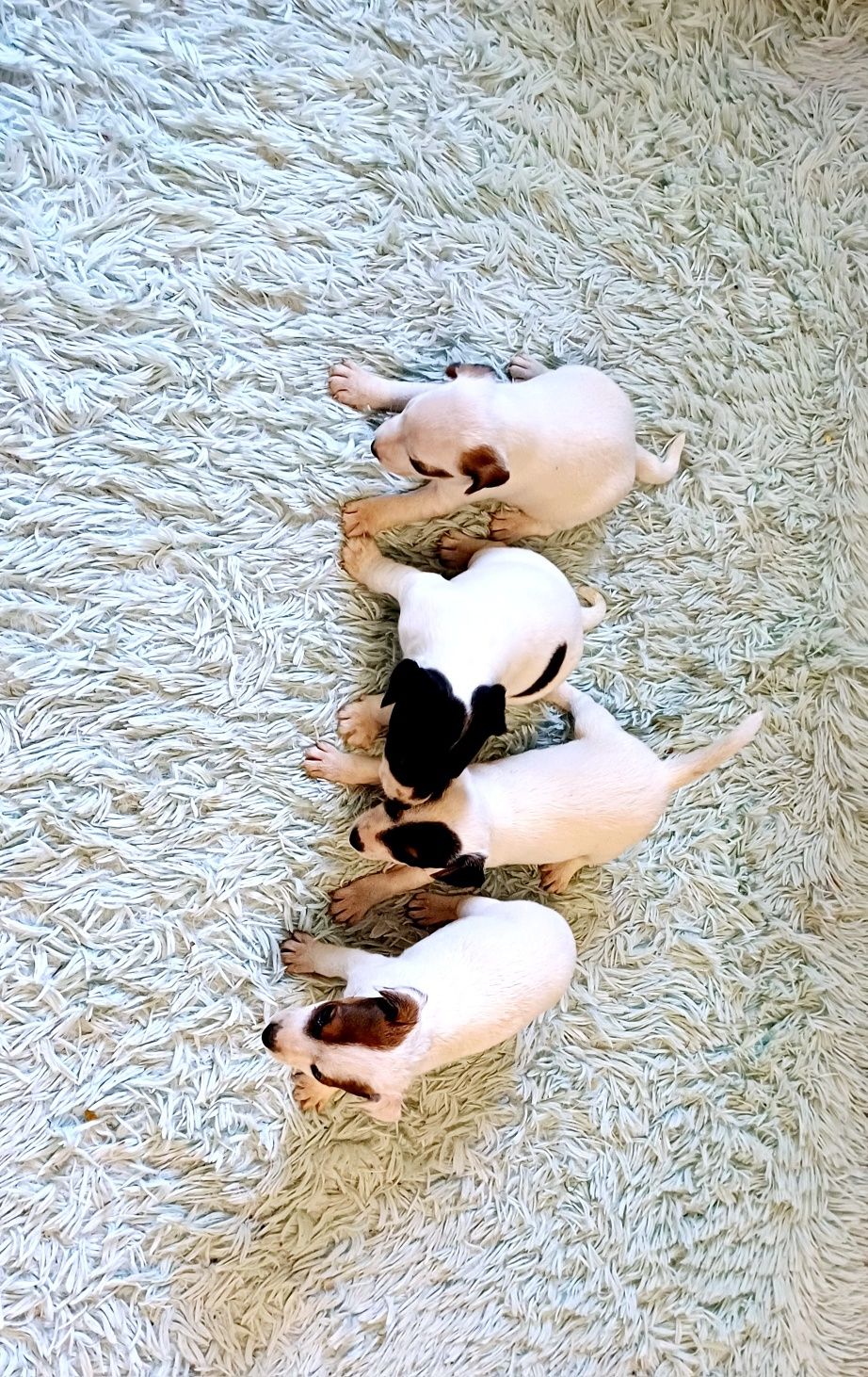 Suczka Jack Russell Terier