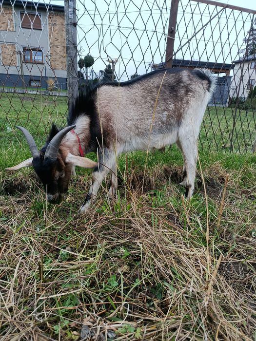 Kozioł koziołek cap capek koza