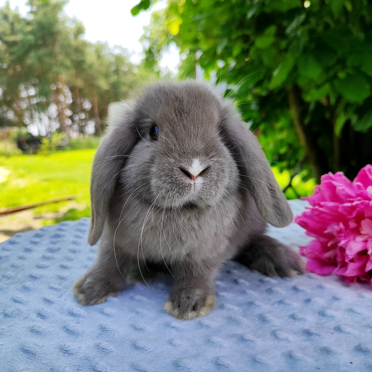Mini lop rasowy metryka legalna hodowla miniaturka baranek