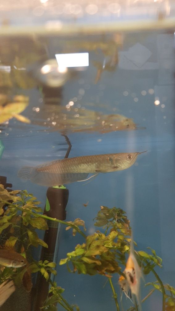 Arowana w PAWIK.PL sklep zoologiczny