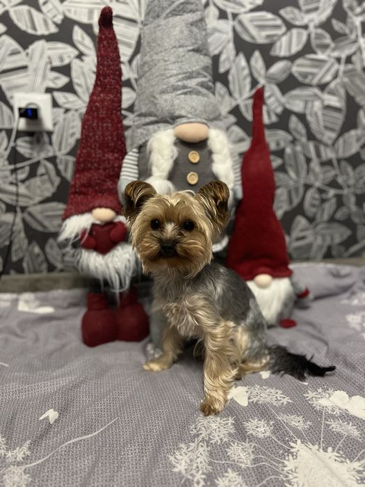 Шукаємо дівчинку міні йорка на вʼязку