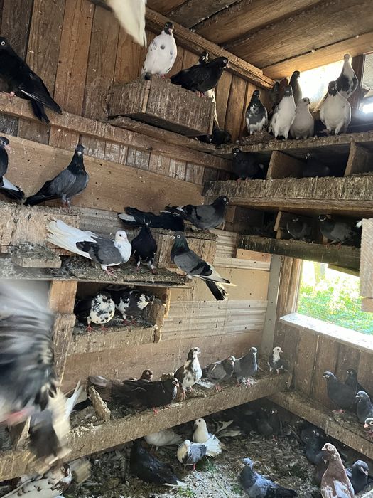 Gołębie zamojskie, różne. Likwidacja hodowli