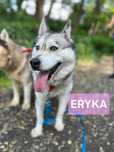 Husky do adopcji