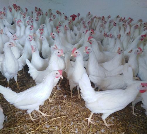 Nioski Leghorn 24 tygodnie. WYSYŁKA!!
