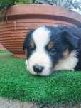 Border Collie Tricolor szczeniak