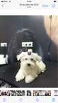 Bichon Maltês lindissimo