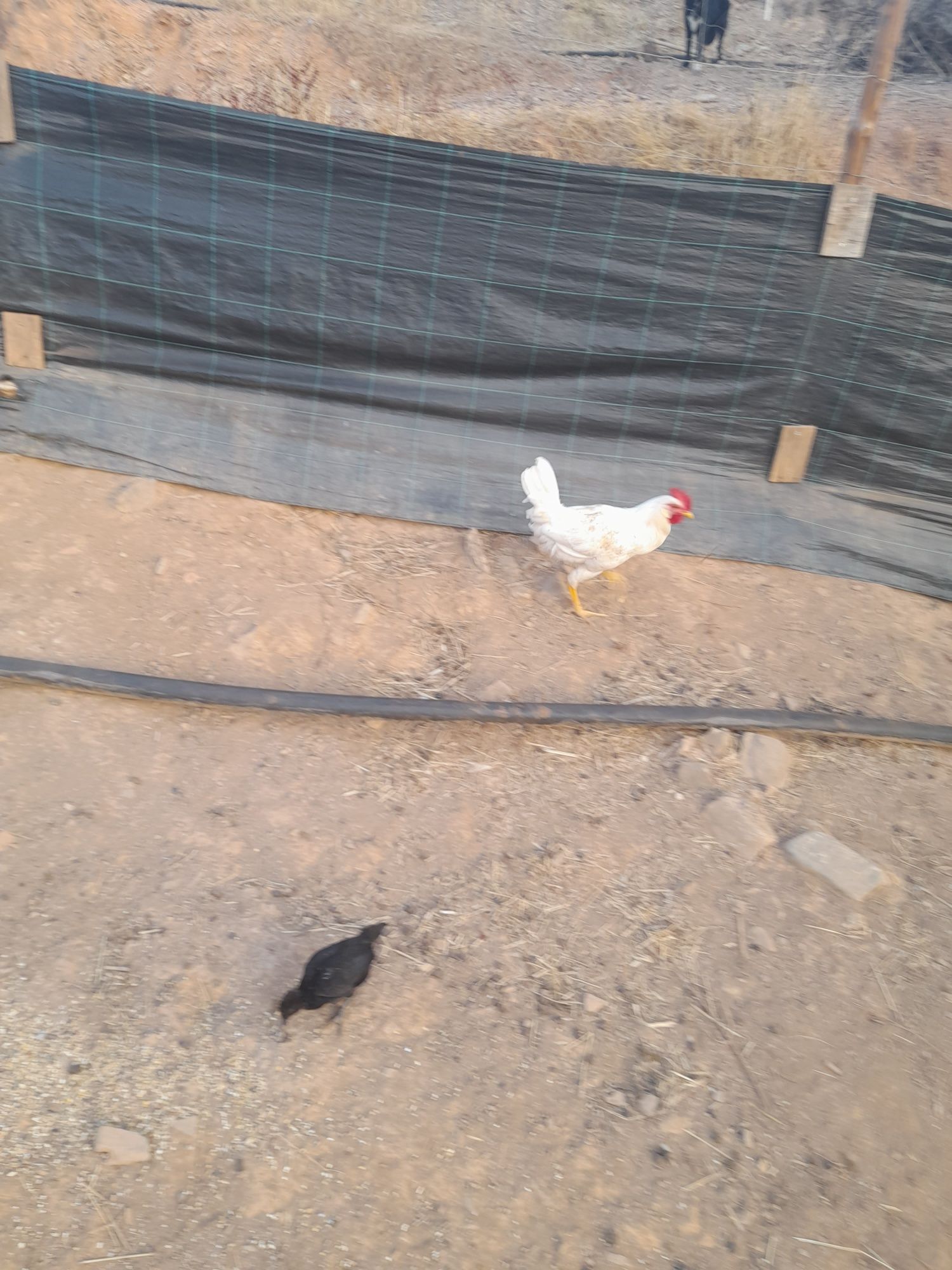 Vendo Galos do campo desde 10€