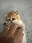 Gatinha British Shorthair Golden