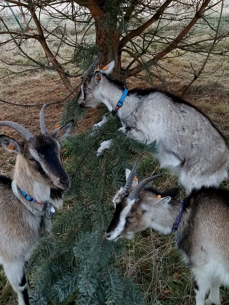 Kozie mleko od własnych kóz