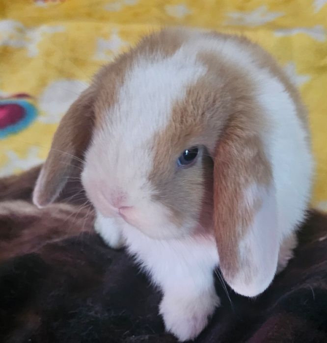Coelho anao mini lion, mini holandes e mini lop