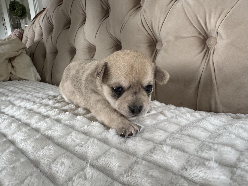 Baloo / Chihuahua / Piesek / Merle