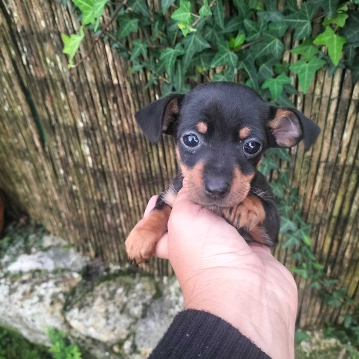 Pinscher fêmea  linda