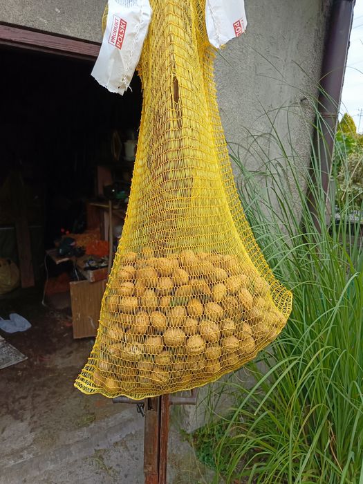 Orzechy Włoskie 1kg tegoroczne
