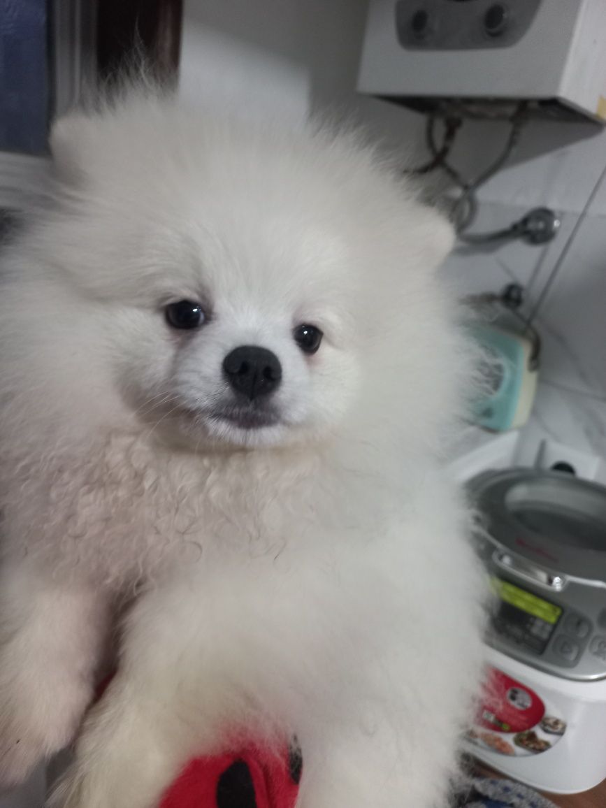 Spitz alemao anao/ lulu da Pomerânia