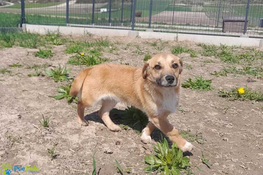 Młodziutki, nieduży roczny APACZ idealny psiak