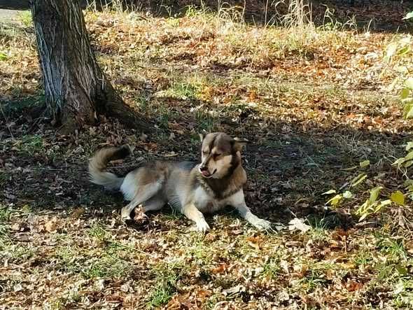 Собаня шукає дім!