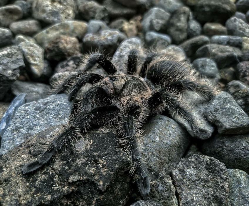 Паук птицеед самец новичкам Украина Brachypelma Albopilosum отправляю