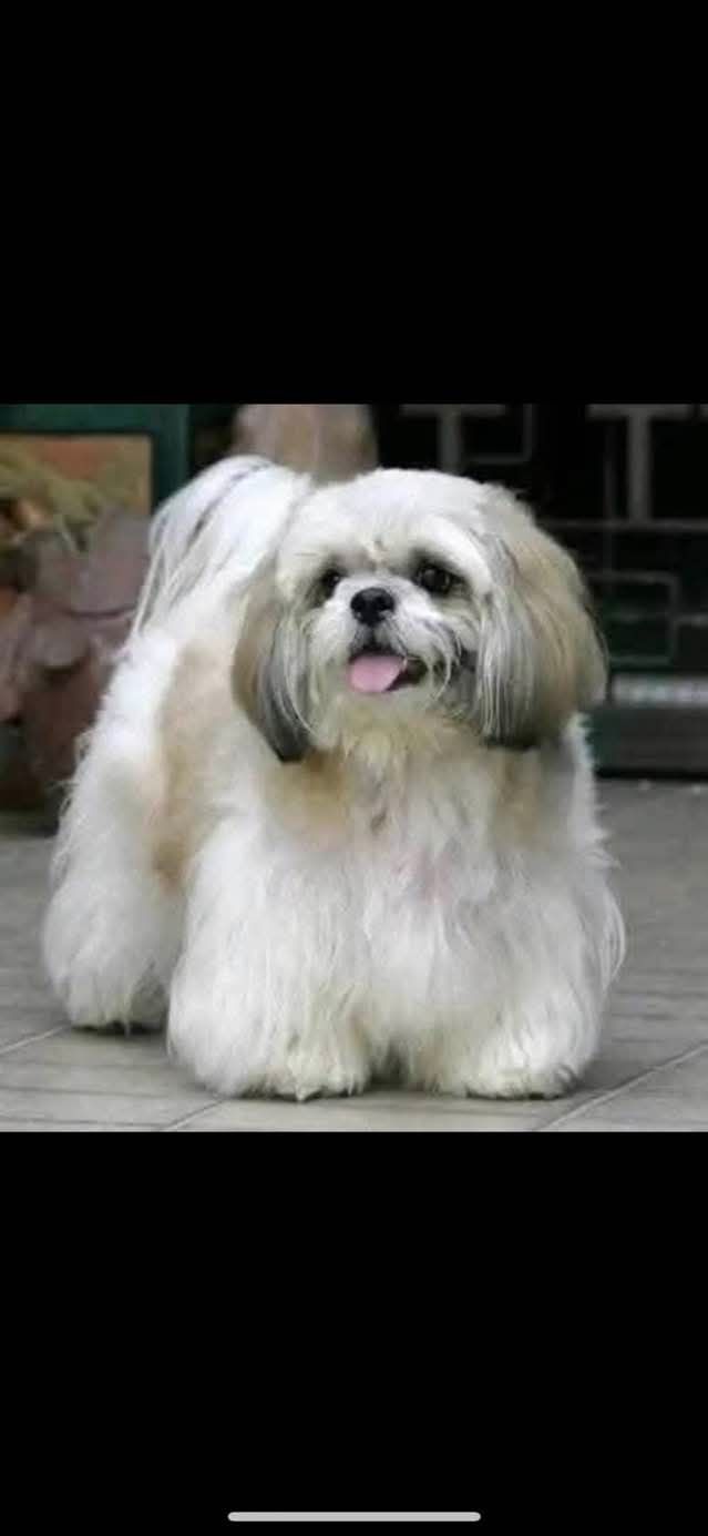 Lhasa apso kuzyn shih tzu