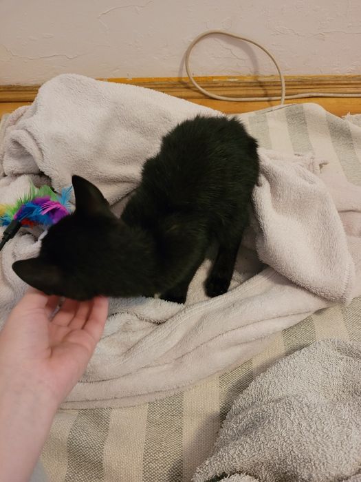 Pilne! Oddam 5 miesięcznego kocurka!