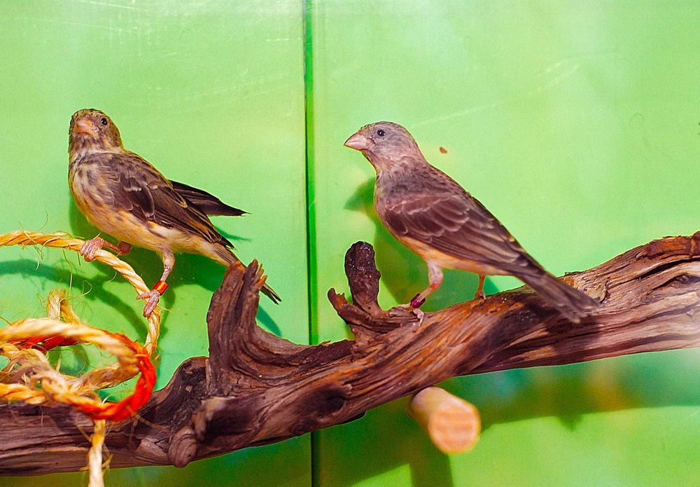 szare śpiewaki samce - szary śpiewak