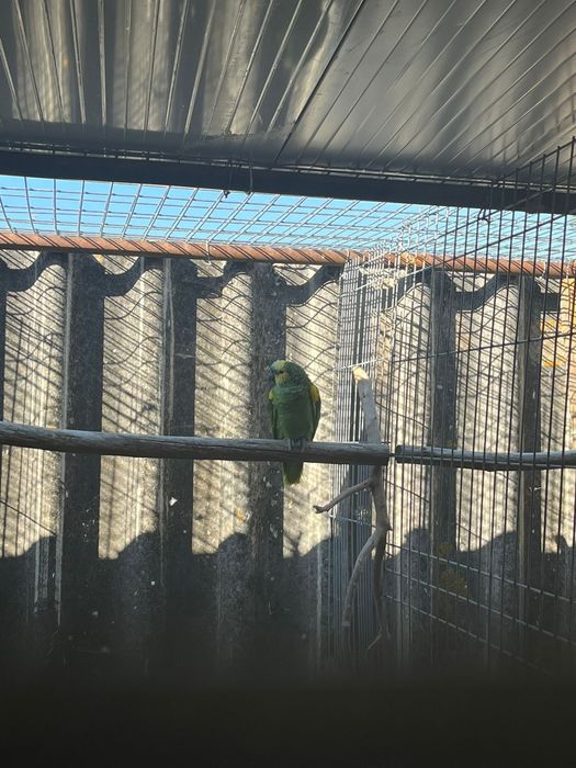 Tenho para cedência casal de aestiva