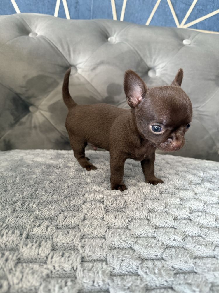 Chihuahua krótkowłosa