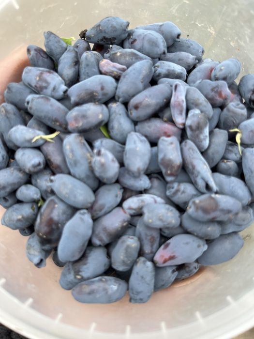 Жимолость сорт Роксана.4х летки.