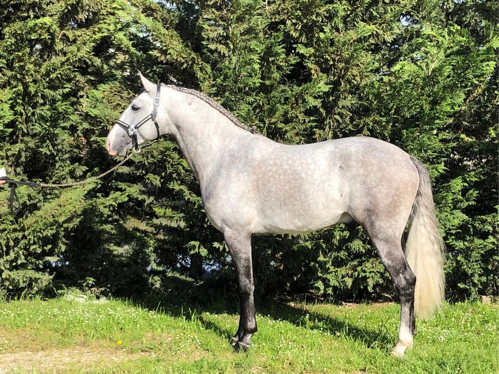 Cobriçoes cavalo Lusitano com 75.5