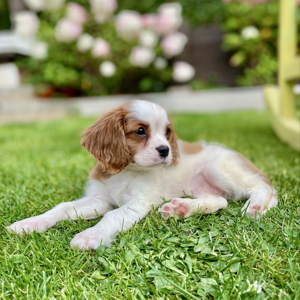 Cavalier king charles spaniel/sunia