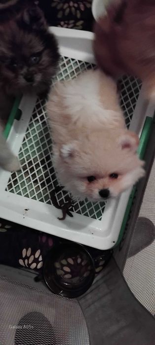 Szpic miniaturowy Pomeranian