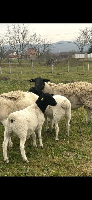 Продаю молодняк овець.100% породи Дорпер