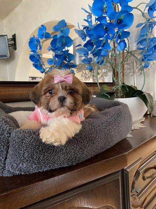 Urocza sunia shih tzu miniaturowa