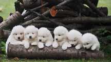 Samoyed, samojed, szczeniak, FCI, ZKwP, Krakow, rezerwacja