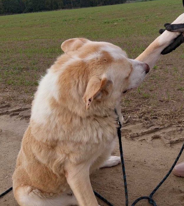 Misiek mix akity i labradora