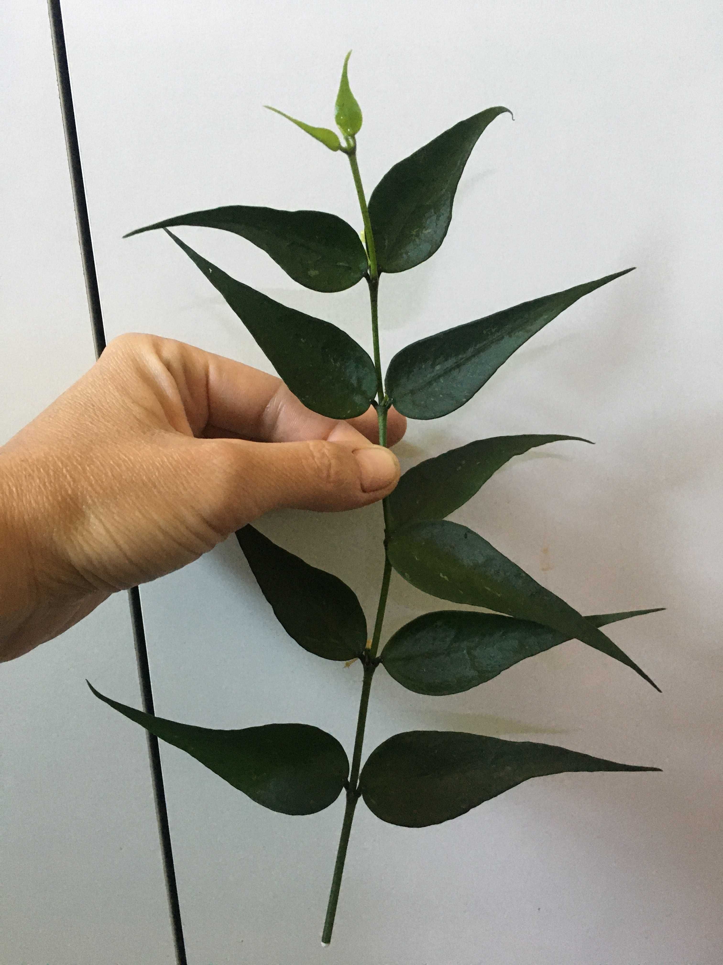 Hoya hoja sp Vietnam (polyneura complex)