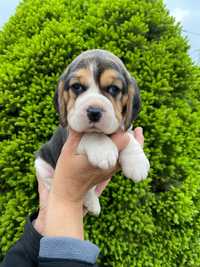 Śliczny Piesek Beagle
