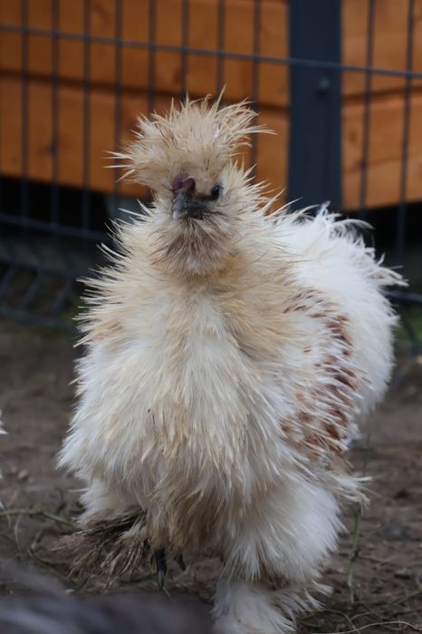 Kogut silki jedwabistej