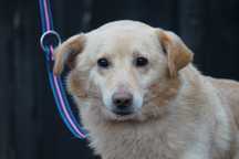 Home - psiak w typie labrador szuka domu