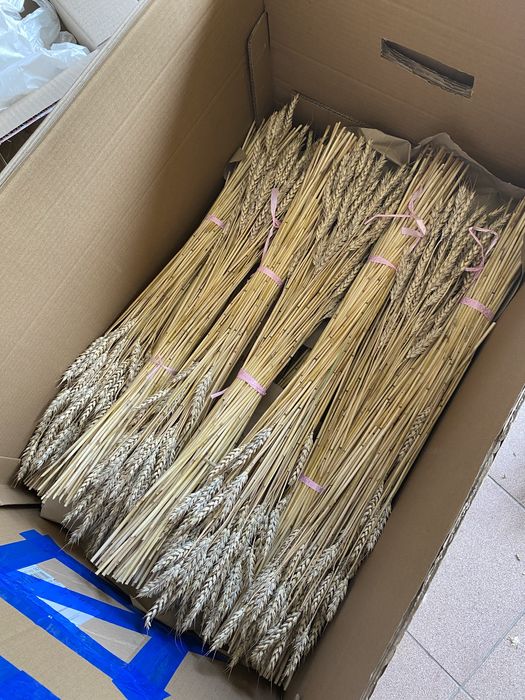 Колоски пшениці.