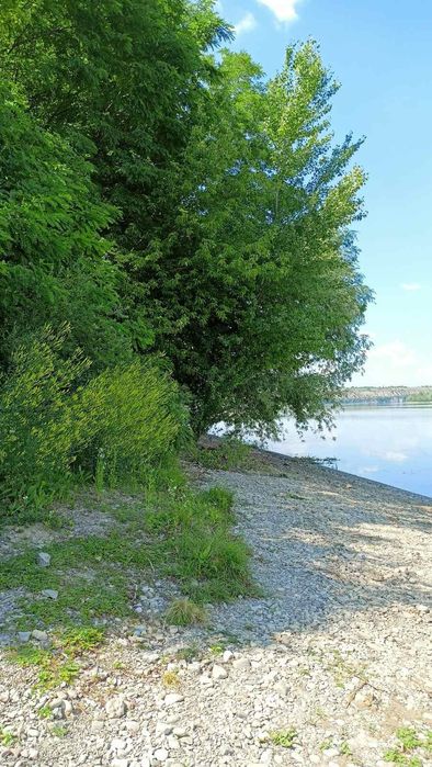 Продам земельну ділянку 10 сотих  на березі річки Дністер