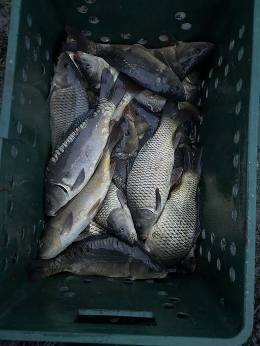 Продам живу рибу,товарну та зарибок вирощений у власній водоймі!