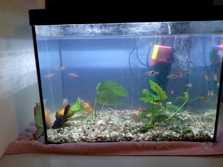 Sprzedam akwarium 30l