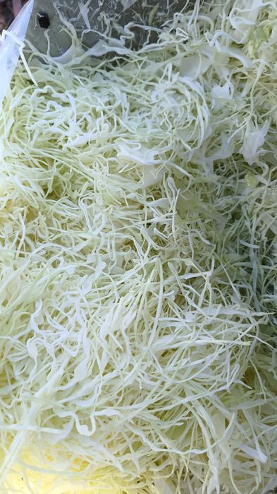 Sprzedam kapustę do kiszenia