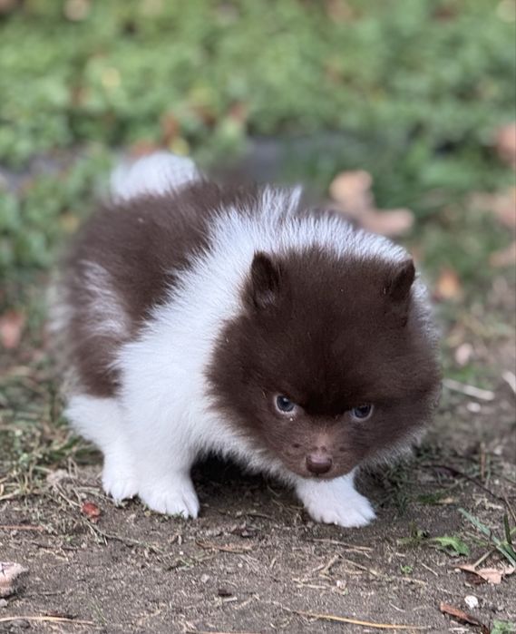 Pomeranian czekoladowy ekstra klasa z rodowodem szpic miniaturowy