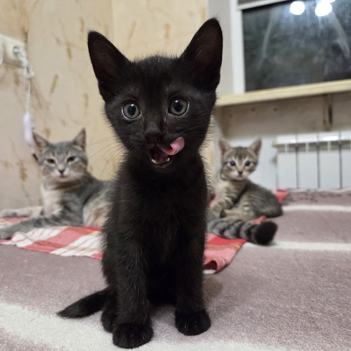 Котёнок, мальчик, 1.5 мес, очень нужен дом и любящий человек