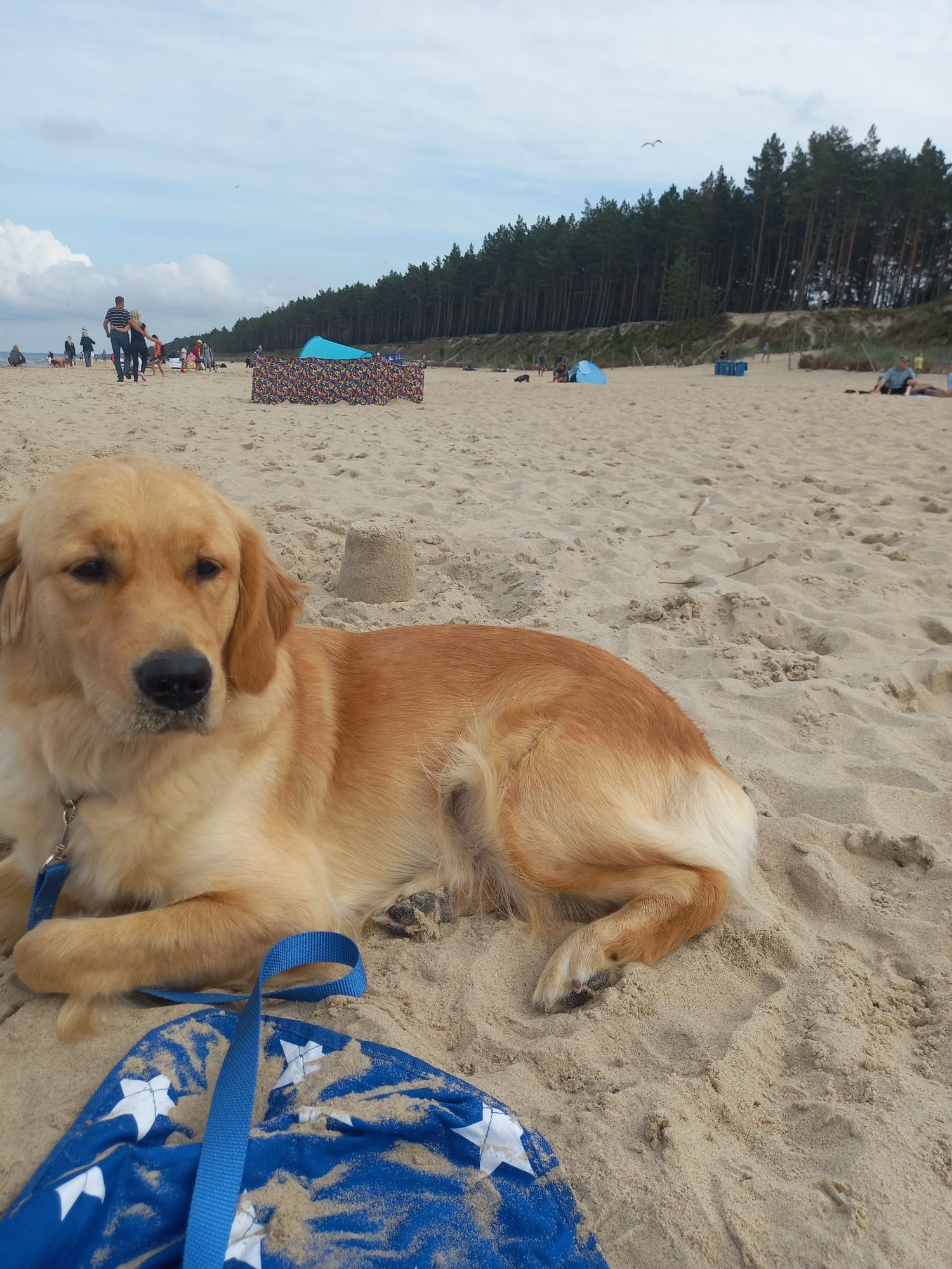 Szczeniak Golden Retriever