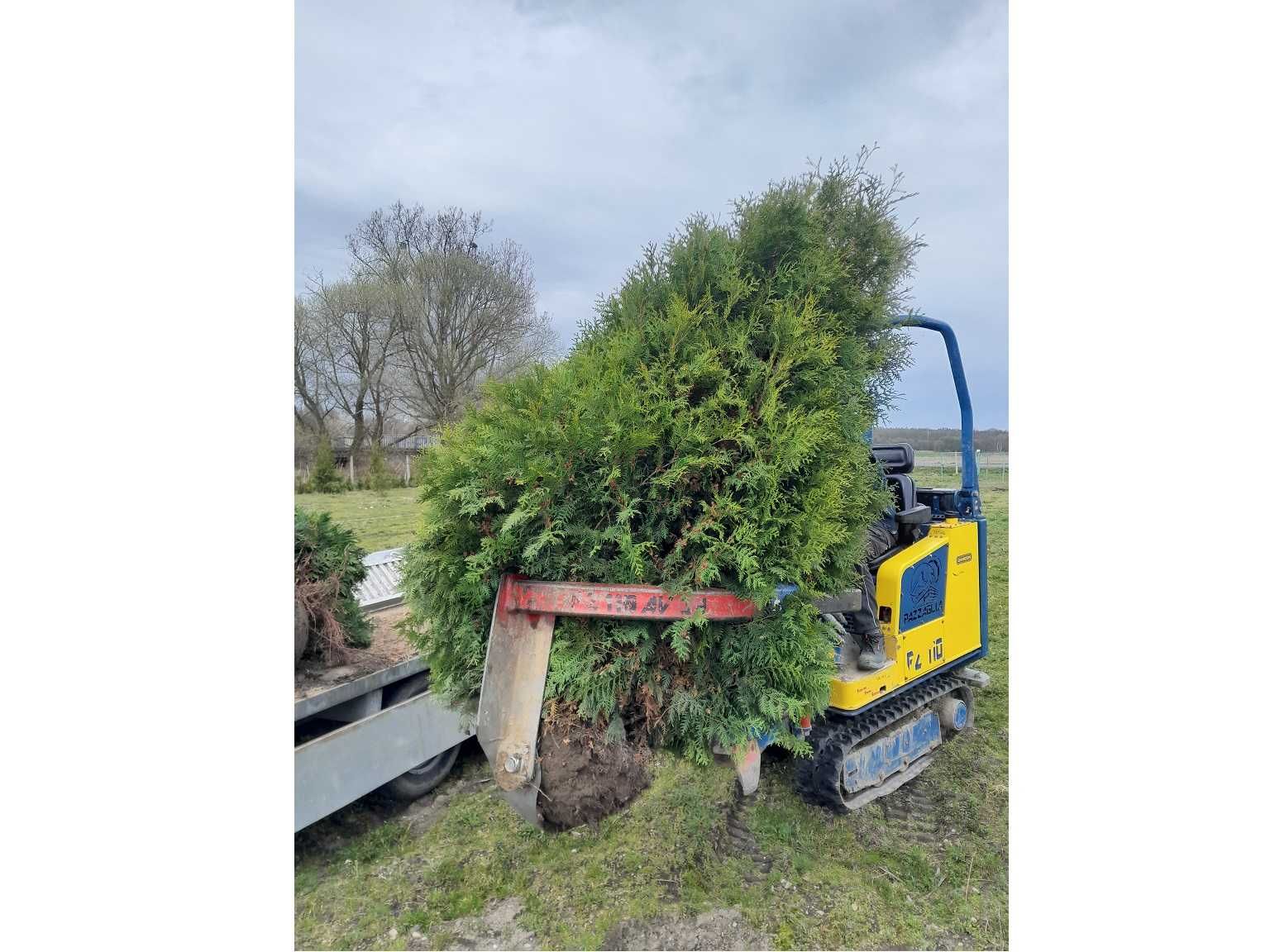 Thuja Smaragd 200,220,240,250 cm! Tuja Szmaragd! Dowóz i sadzenie!