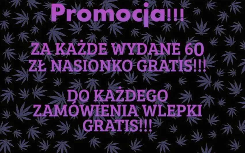 Nasiona konopi 3 sztuki Zkittlez Auto Jungleweed + GRATISY!!!